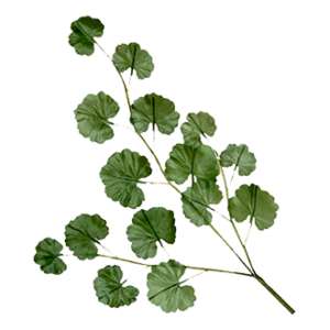 Ingredient - Geranium Leaves