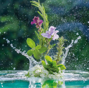 Vitality's Care&Scalp - Hydrolates & Celluar Water